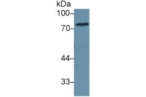 Rabbit Detection antibody from the kit in WB with Positive Control:  Sample Human serum. (CEA ELISA Kit)