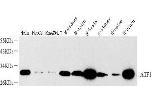 Western Blot analysis of various samples using ATF1 Polyclonal Antibody at dilution of 1:1000. (AFT1 antibody)