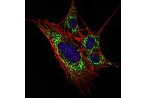Immunofluorescence analysis of 3T3-L1 cells using KLHL11 mouse mAb (green). (KLHL11 antibody)