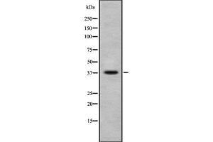 Western blot analysis of Phospho-Ephrin B1/B2/B3 (Tyr324) using NIH-3T3 whole cell lysates (Ephrin B1/B2/B3 (pTyr324) antibody)