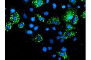Anti-AK4 mouse monoclonal antibody (ABIN2454570) immunofluorescent staining of COS7 cells transiently transfected by pCMV6-ENTRY AK4 (RC220572). (AK4 antibody)