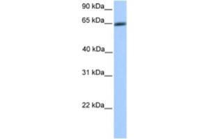 Western Blotting (WB) image for anti-Zinc Finger Protein 449 (ZNF449) antibody (ABIN2460629)