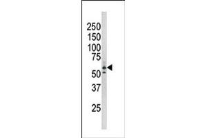 Image no. 1 for anti-RAD9 Homolog A (S. Pombe) (RAD9A) (pSer277) antibody (ABIN358201) (RAD9A antibody  (pSer277))