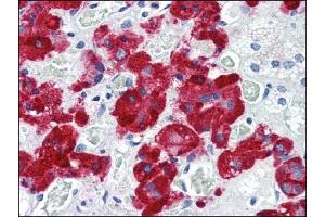 Immunohistochemistry (IHC) image for anti-Vesicle-Associated Membrane Protein 2 (Synaptobrevin 2) (VAMP2) (AA 1-89), (N-Term) antibody (ABIN317061) (VAMP2 antibody  (N-Term))