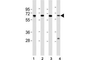 Western blot testing of HDAC1 antibody at 1:2000 dilution. (HDAC1 antibody  (AA 449-482))