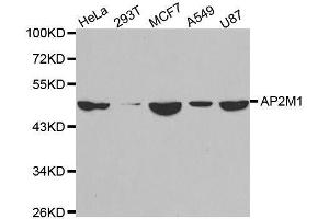Western blot analysis of extracts of various cell lines, using AP2M1 antibody. (AP2M1 antibody  (AA 134-433))