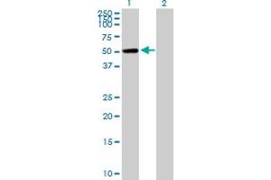 Western Blot analysis of CAMK1G expression in transfected 293T cell line by CAMK1G MaxPab polyclonal antibody. (CAMK1G antibody  (AA 1-476))