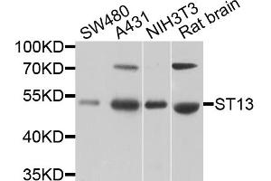 Western blot analysis of extracts of various cell lines, using ST13 antibody. (HSC70 Interacting Protein HIP antibody)