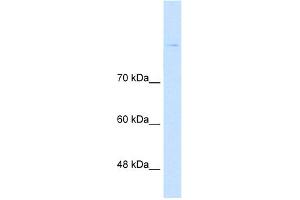 Western Blotting (WB) image for anti-Cadherin 8 (CDH8) (Middle Region) antibody (ABIN310663) (Cadherin 8 antibody  (Middle Region))