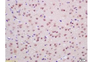 Immunohistochemistry (IHC) image for anti-Endonuclease G (ENDOG) (AA 101-200) antibody (ABIN680893)