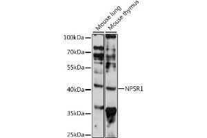 Western blot analysis of extracts of various cell lines, using NPSR1 antibody (ABIN7268887) at 1:1000 dilution. (NPSR1 antibody  (C-Term))