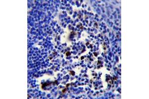 Immunohistochemistry analysis in formalin fixed and paraffin embedded human tonsil tissue followed by peroxidase conjugation of the secondary antibody and DAB staining. (POU2AF1 antibody  (N-Term))