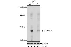 Western blot analysis of extracts of various cell lines, using Phospho-IKKγ-S376 antibody (ABIN7267877) at 1:1000 dilution. (IKBKG antibody  (pSer376))