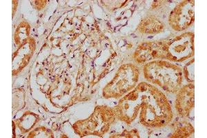 IHC image of ABIN7146821 diluted at 1:200 and staining in paraffin-embedded human kidney tissue performed on a Leica BondTM system. (CLCF1 antibody  (AA 28-178))