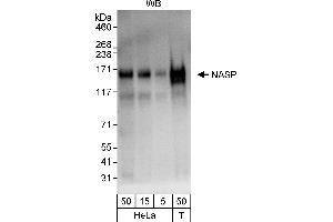 anti-Nuclear Autoantigenic Sperm Protein (Histone-Binding) (NASP) (AA 150-200) antibody