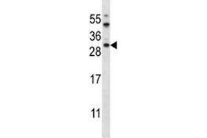 AKT1S1 antibody western blot analysis in HeLa lysate (PRAS40 antibody  (AA 227-256))