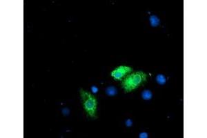 Immunofluorescence (IF) image for anti-Ribophorin 1 (RPN1) antibody (ABIN1500748)