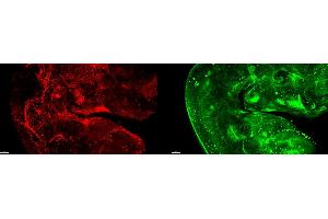 Immunofluorescence (IF) image for anti-Platelet/endothelial Cell Adhesion Molecule (PECAM1) (Extracellular Domain) antibody (Atto 488) (ABIN7540330)