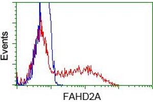 Flow Cytometry (FACS) image for anti-Fumarylacetoacetate Hydrolase Domain Containing 2A (FAHD2A) antibody (ABIN1498183) (FAHD2A antibody)