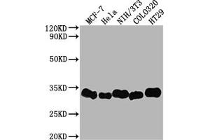Western Blot Positive WB detected in: MCF-7 whole cell lysate, Hela whole cell lysate, NIH/3T3 whole cell lysate, Colo320 whole cell lysate, HT29 whole cell lysate All lanes: Galectin 3 antibody at 1:2000 Secondary Goat polyclonal to rabbit IgG at 1/50000 dilution Predicted band size: 27 kDa Observed band size: 31 kDa (Recombinant Galectin 3 antibody)