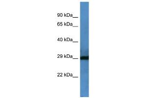 WB Suggested Anti-F7 Antibody Titration: 0. (Factor VII antibody  (Middle Region))