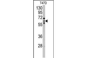 Western blot analysis of anti-CYP2C8 Antibody in T47D cell line lysates (35ug/lane). (CYP2C8 antibody  (N-Term))