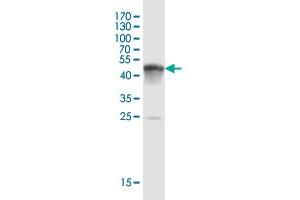 Western Blot detection against Immunogen (54. (BRI3BP antibody  (AA 1-251))