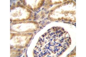 DDR1 antibody immunohistochemistry analysis in formalin fixed and paraffin embedded human kidney tissue. (DDR1 antibody  (AA 17-47))