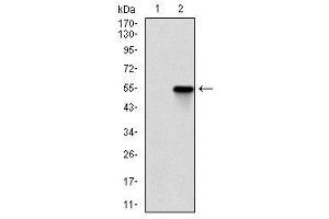 Image no. 2 for anti-rho-Associated, Coiled-Coil Containing Protein Kinase 1 (ROCK1) antibody (ABIN1500698)