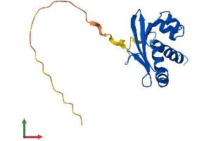 AlphaFold protein structure predicition of Human Recombinant SCP2D1 Protein, UniprotID Q9UJQ7