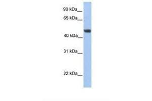 Image no. 1 for anti-Asparagine-Linked Glycosylation 2, alpha-1,3-Mannosyltransferase Homolog (ALG2) (AA 290-339) antibody (ABIN6738531)