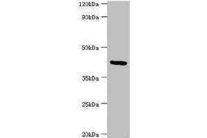 Western blot All lanes: Golgi membrane protein 1 antibody at 7 μg/mL + Hela whole cell lysate Secondary Goat polyclonal to rabbit IgG at 1/10000 dilution Predicted band size: 46, 45 kDa Observed band size: 46 kDa