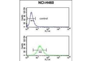 NEDD4 Antibody (C-term) (ABIN653889 and ABIN2843135) flow cytometric analysis of NCI- cells (bottom histogram) compared to a negative control cell (top histogram). (NEDD4 antibody  (C-Term))