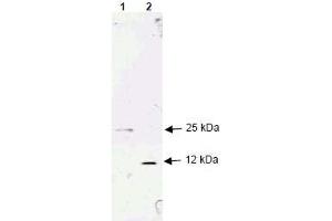 Image no. 1 for anti-Transforming Growth Factor, beta 1 (TGFB1) (AA 286-293), (N-Term) antibody (ABIN401249) (TGFB1 antibody  (N-Term))