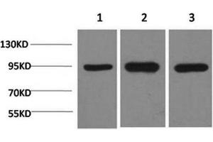 Western Blot analysis of 1) Hela, 2)Mouse brain, 3) Rat brain using HSP90 alpha Monoclonal Antibody at dilution of 1:2000. (HSP90AA2 antibody)