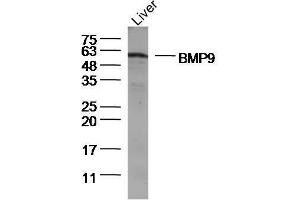 Lane 1: Mouse Liver lysates, probed with BMP9 Polyclonal Antibody, Unconjugated  at 1:300 overnight at 4˚C. (GDF2 antibody  (AA 351-429))