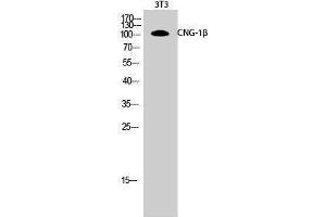 Western Blotting (WB) image for anti-Cyclic Nucleotide Gated Channel beta 1 (CNGB1) (Internal Region) antibody (ABIN3174460) (GARP antibody  (Internal Region))