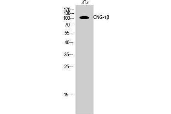 GARP antibody  (Internal Region)