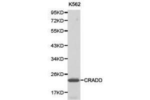 Western Blotting (WB) image for anti-CASP2 and RIPK1 Domain Containing Adaptor with Death Domain (CRADD) antibody (ABIN1871993) (CRADD antibody)