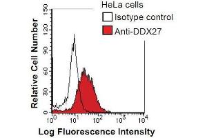HeLa cells were fixed in 2% paraformaldehyde/PBS and then permeabilized in 90% methanol. (DDX27 antibody)