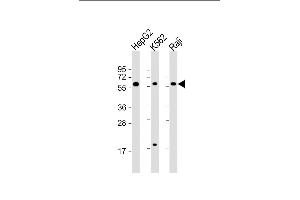 All lanes : Anti-TGFB1 Antibody (N-term) at 1:2000 dilution Lane 1: HepG2 whole cell lysate Lane 2: K562 whole cell lysate Lane 3: Raji whole cell lysate Lysates/proteins at 20 μg per lane.