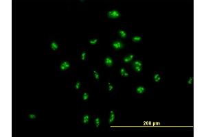 Immunofluorescence of purified MaxPab antibody to PAK1IP1 on HeLa cell. (PAK1IP1 antibody  (AA 1-392))
