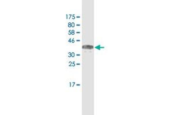 MACF1 antibody  (AA 1-95)