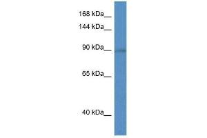 Western Blot showing Slc9a5 antibody used at a concentration of 1. (SLC9A5 antibody  (C-Term))