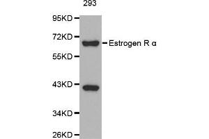 Western blot analysis of extracts of 293 cells, using ESR1 antibody. (Estrogen Receptor alpha antibody  (AA 1-190))