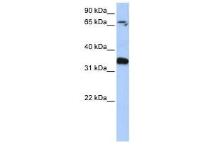 Western Blotting (WB) image for anti-GLE1 RNA Export Mediator (GLE1) antibody (ABIN2459776) (GLE1 antibody)