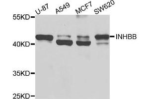 Western blot analysis of extracts of various cells, using INHBB antibody.