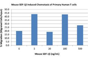 SDS-PAGE of Mouse Stromal Cell-Derived Factor-1 beta (CXCL12) Recombinant Protein Bioactivity of Mouse Stromal Cell-Derived Factor-1 beta (CXCL12) Recombinant Protein.