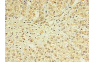 Immunohistochemistry of paraffin-embedded human adrenal gland tissue using ABIN7170377 at dilution of 1:100