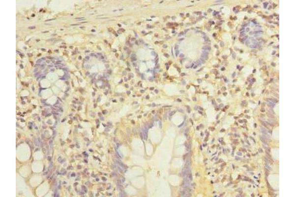 ELTD1 antibody  (AA 85-299)